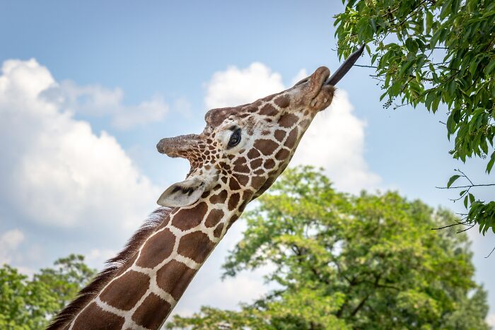 Giraffe reaching leaves with tongue