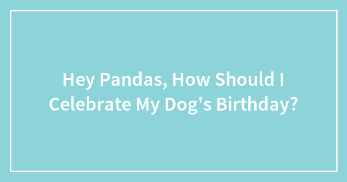 Hey Pandas, How Should I Celebrate My Dog’s Birthday?