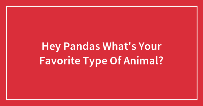 Hey Pandas What’s Your Favorite Type Of Animal?