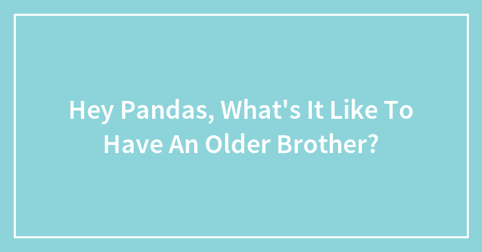 Hey Pandas, What’s It Like To Have An Older Brother?