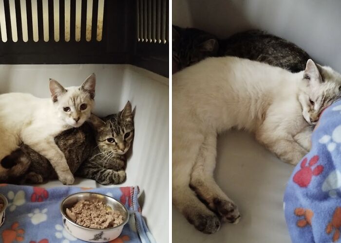 We Are Changing Cheeky And Frankie’s Lives, And They Are Two Very Special Orphaned Kittens