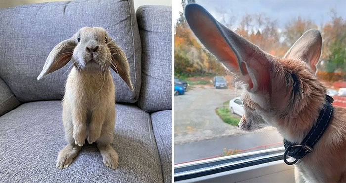 50 Animales dotados con unas enooormes orejas