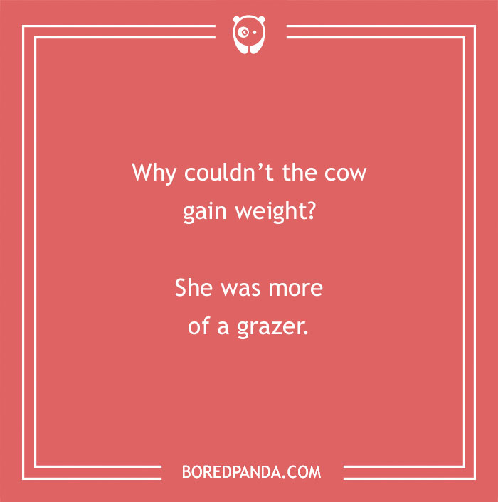 Cow pun joke on a red background asking why the cow couldn’t gain weight and answering she was more of a grazer. - 10
