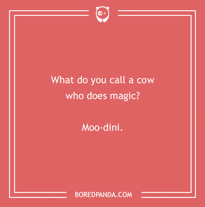 Cow pun joke with the question What do you call a cow who does magic and the answer Moo-dini on red background. - 11