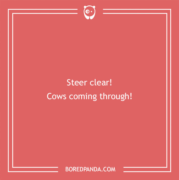 Red background with a cow pun text saying steer clear cows coming through, highlighting cow puns and humor. - 27