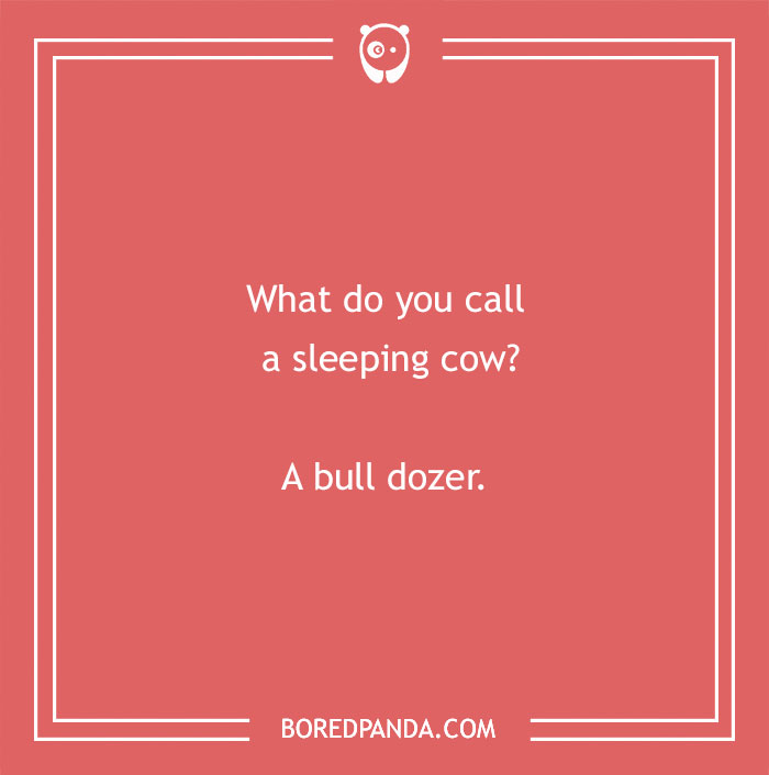 Cow pun joke on a red background asking what you call a sleeping cow with the answer a bull dozer. - 28