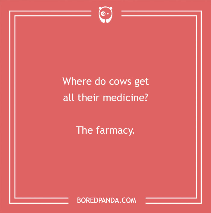 Cow pun joke on a red background asking where cows get medicine with the punchline the farmacy. - 3