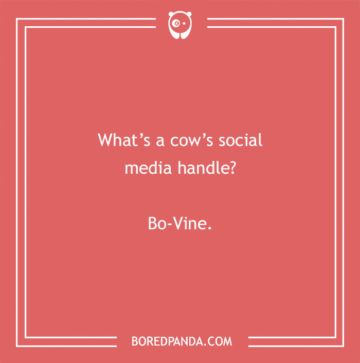 Cow pun joke asking about a cow’s social media handle with the answer Bo-Vine on a red background. - 30
