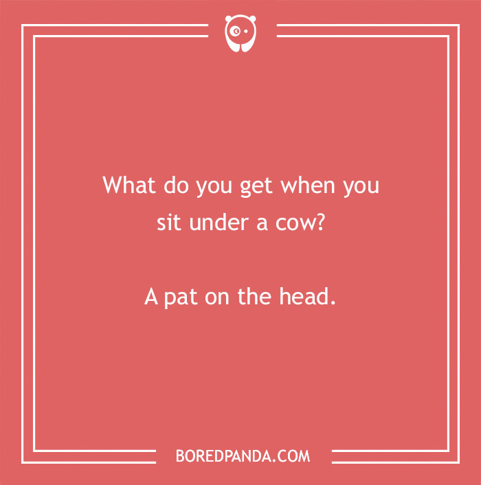 Cow pun on a red background with white text asking what you get when sitting under a cow and giving a playful answer. - 31