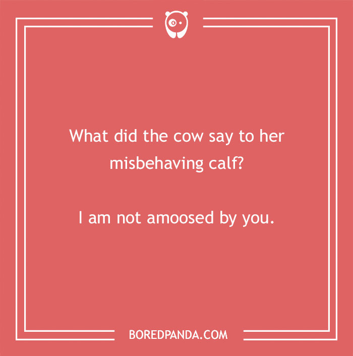 Cow pun on a red background reading "What did the cow say to her misbehaving calf? I am not amoosed by you"