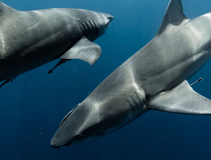 35 ‘Horror Stories’ From People Who Have Seen Things In The Ocean They Wish They Could Forget