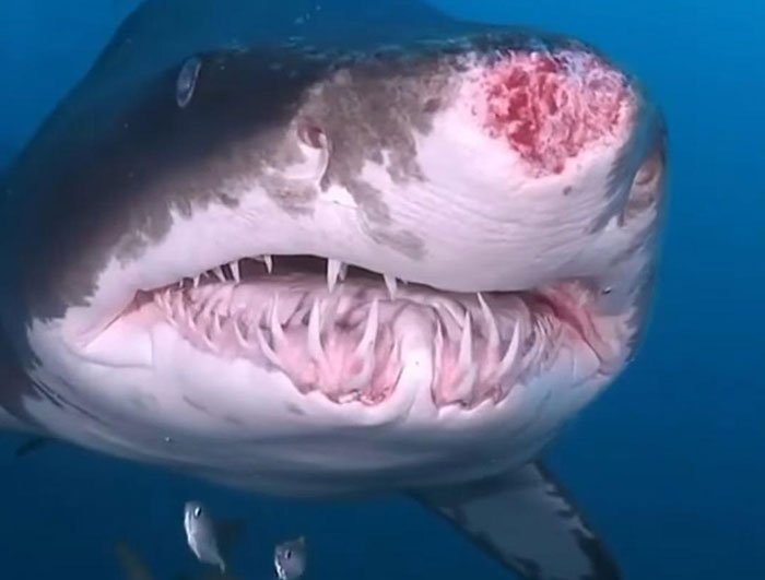 35 ‘Horror Stories’ From People Who Have Seen Things In The Ocean They Wish They Could Forget