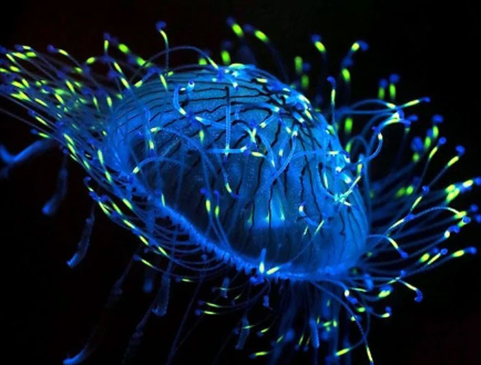 35 ‘Horror Stories’ From People Who Have Seen Things In The Ocean They Wish They Could Forget