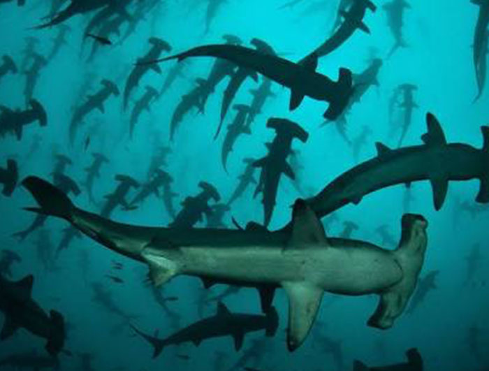 35 ‘Horror Stories’ From People Who Have Seen Things In The Ocean They Wish They Could Forget