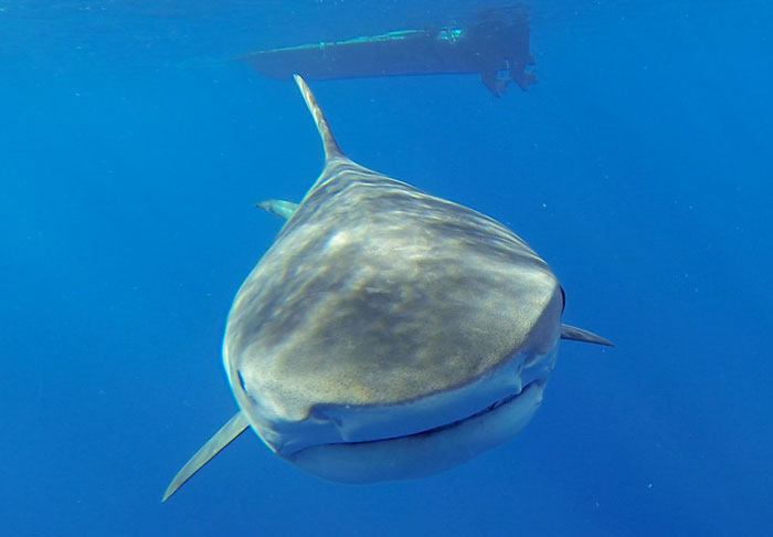 35 ‘Horror Stories’ From People Who Have Seen Things In The Ocean They Wish They Could Forget