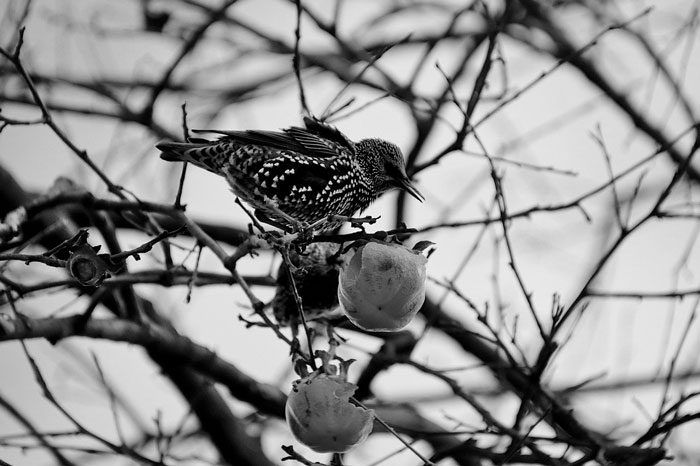 Photo of a bird on persimmon tree
