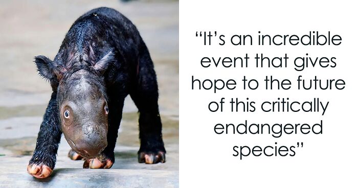“It’s An Incredible Event”: Critically Endangered Sumatran Rhino Welcomes Her First Baby Calf