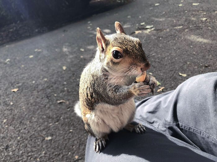 Book And Bench In The Park Is Only Complete With A Knee Squirrel