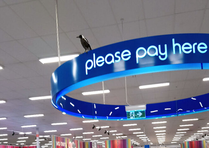 Yes, It's Magpie Season, But This Is Ridiculous