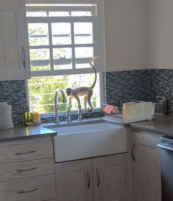 Got Home, And Found A Monkey In The Kitchen, Barbados