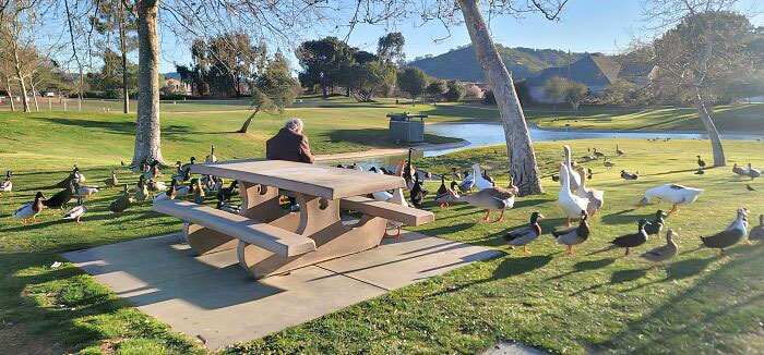 An Old Man Sitting In The Sun And Feeding The Ducks