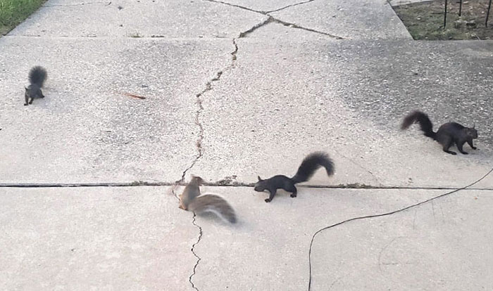 My Wife Had Been Feeding The Very Friendly Squirrel That Lives In Our Tree This Summer. Tonight She Brought Her Kids Out To Meet Us