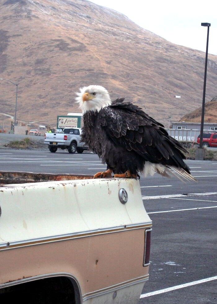 He Came To Say Hello On My First Day In Alaska