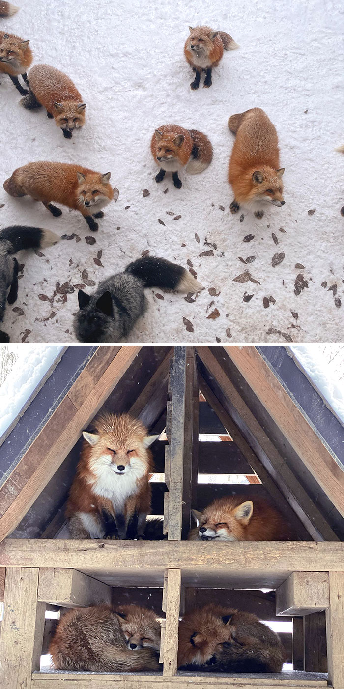 Fox Village - Japan