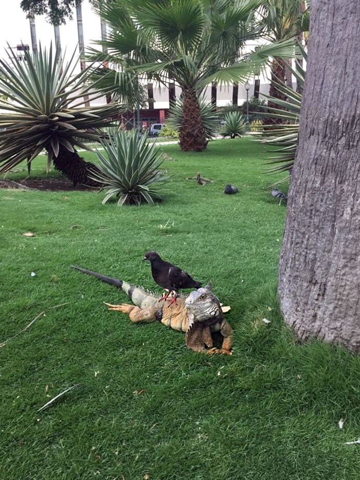 A Pigeon Riding An Iguana I Photographed In Ecuador