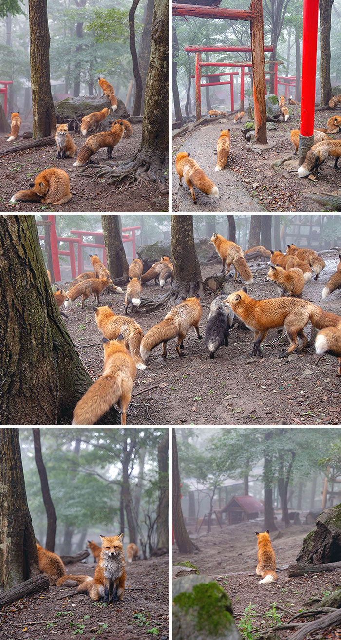 Zao Fox Village