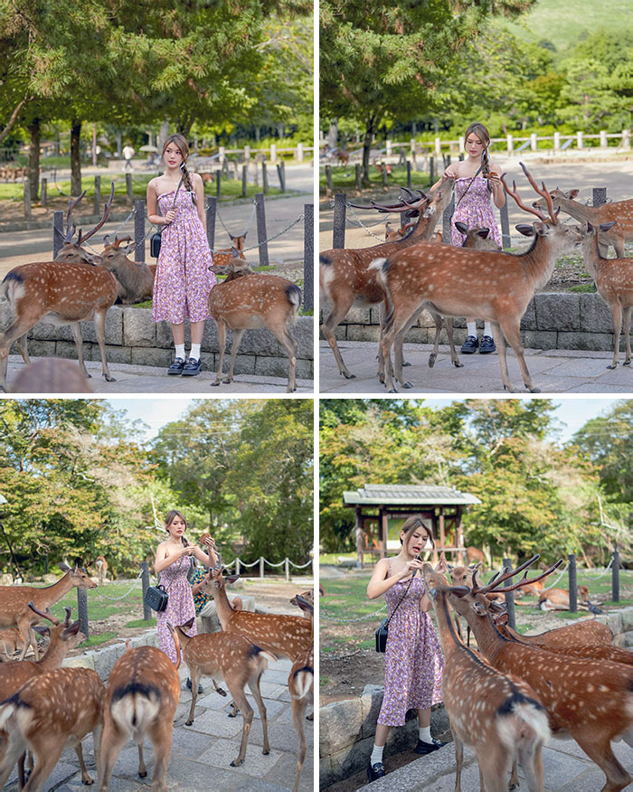 There Are So Many Deer Here. As Long As You Have Deer Cakes In Your Hands, They Will Chase You. It’s So Cute