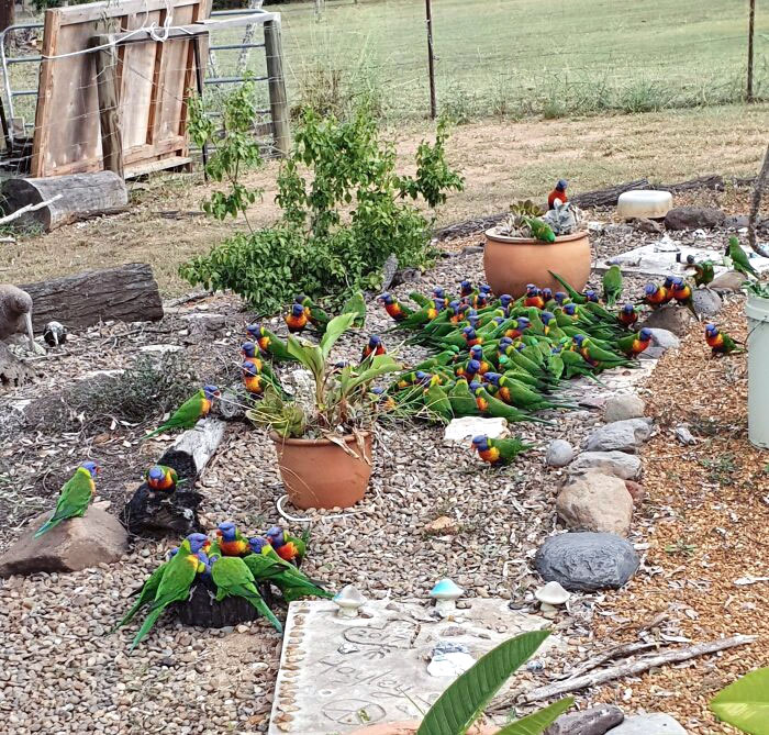 My Father-In-Law's Bird Feeder (Wild Birds)