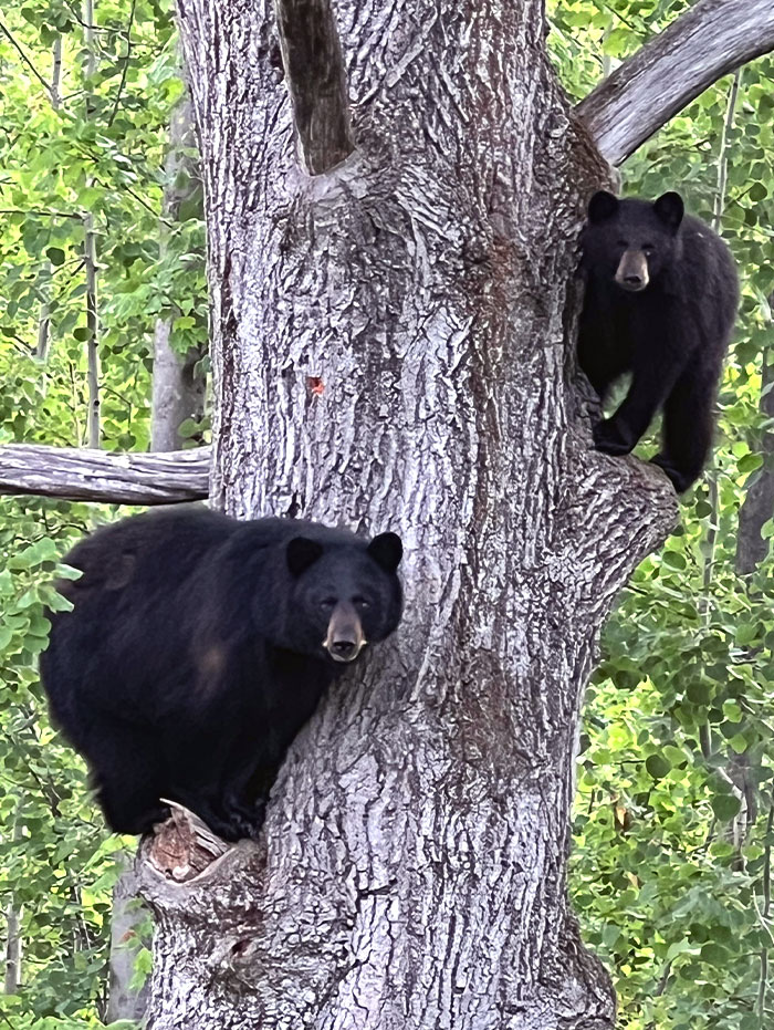 View From My Kitchen Window This Morning (New Hampshire)
