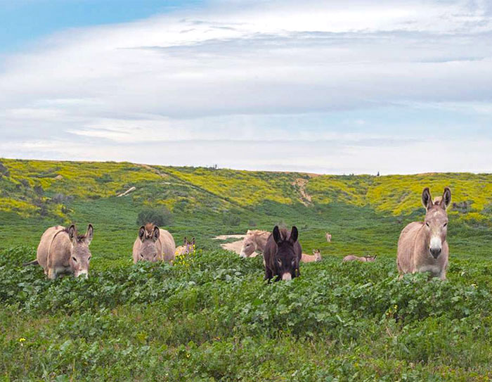 Here Is A Wild Donkey Herd Near My House In Southern California