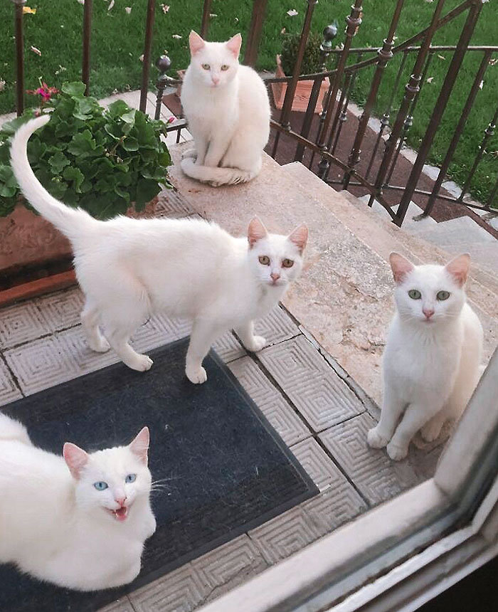 I Started Feeding A Street Cat Last Year, And The News Is Going Fast In The Neighborhood