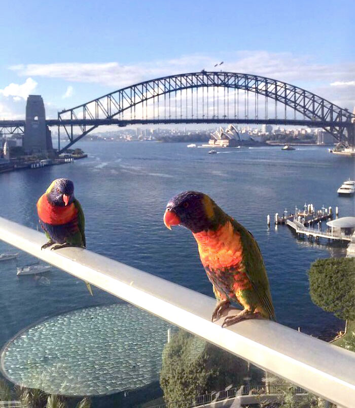 I Miss My Balcony. And My Two Local Breakfast Regulars