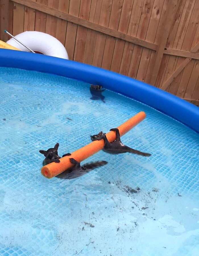 A Raccoon Pool Party (My Aunt Sent This To Me This Morning)