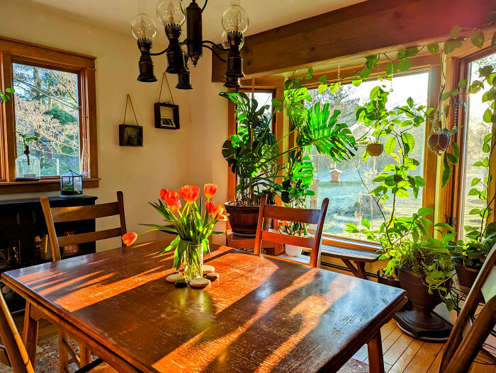 Dining room with wooden table, chairs, and vibrant plants creating a cozy and inspiring space for family gatherings.