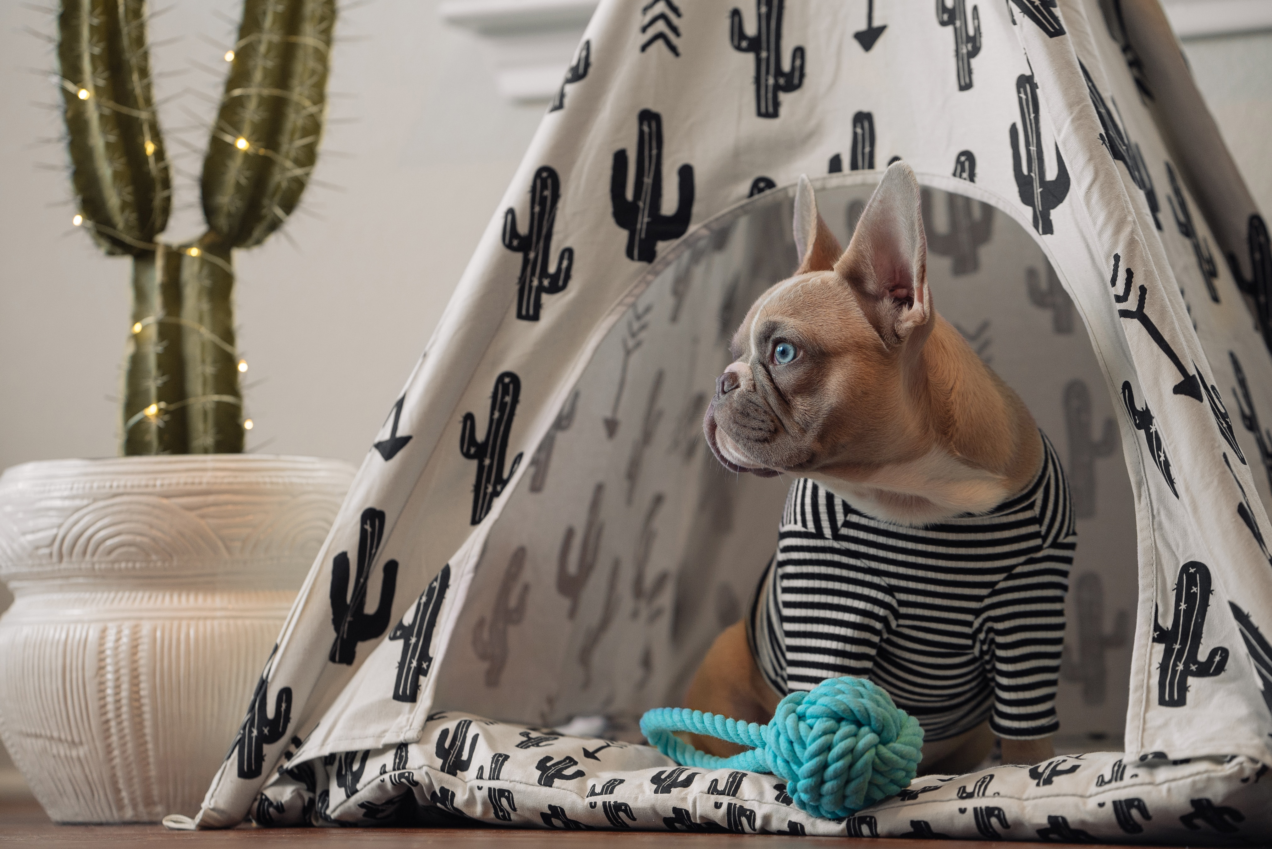 brown dog on white and black textile with a toy
