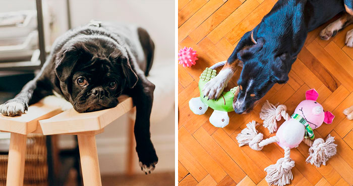 Stop Your Dog from Getting Bored