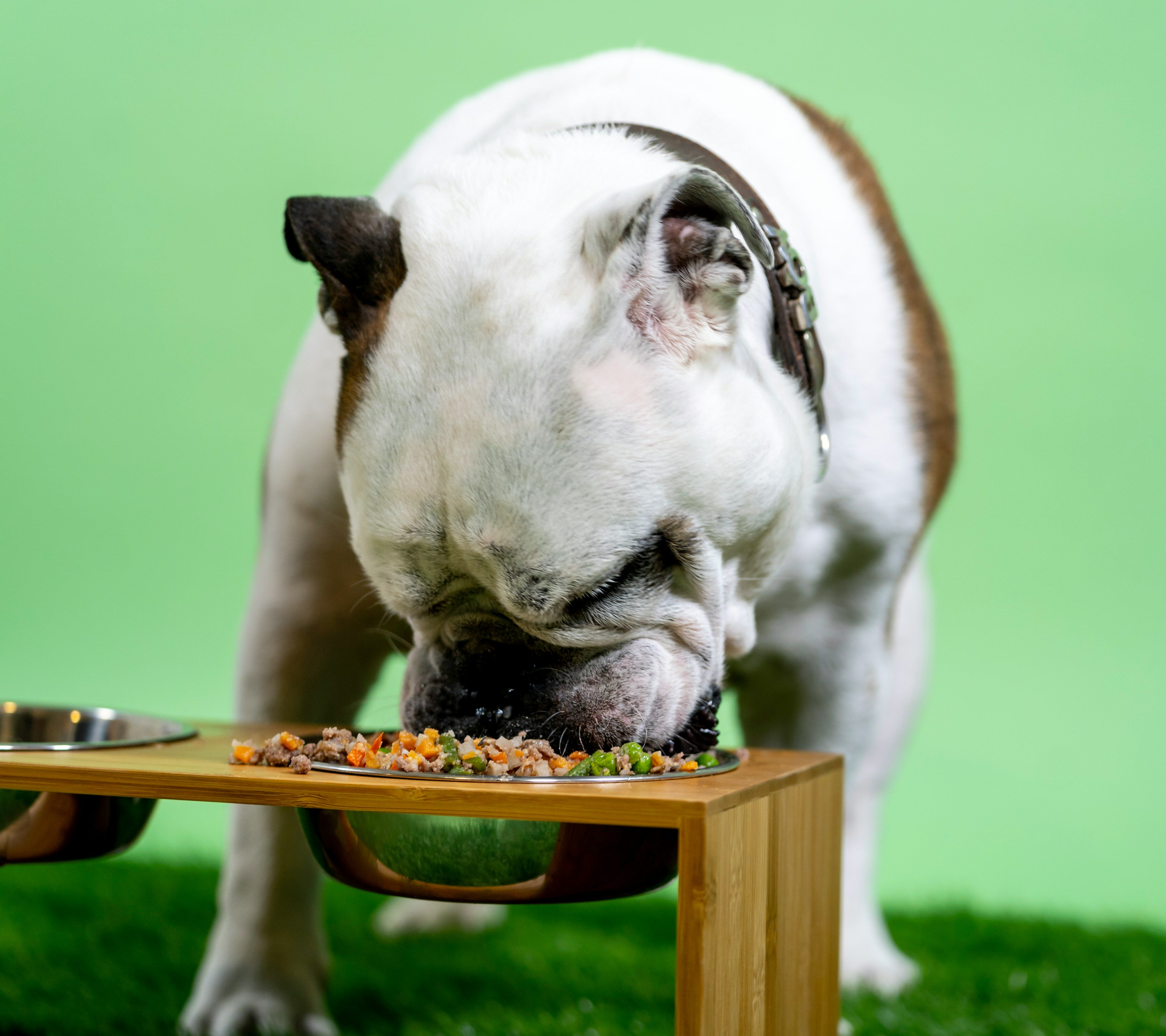 Brown and white bulldog eating Brown and white bulldog eating