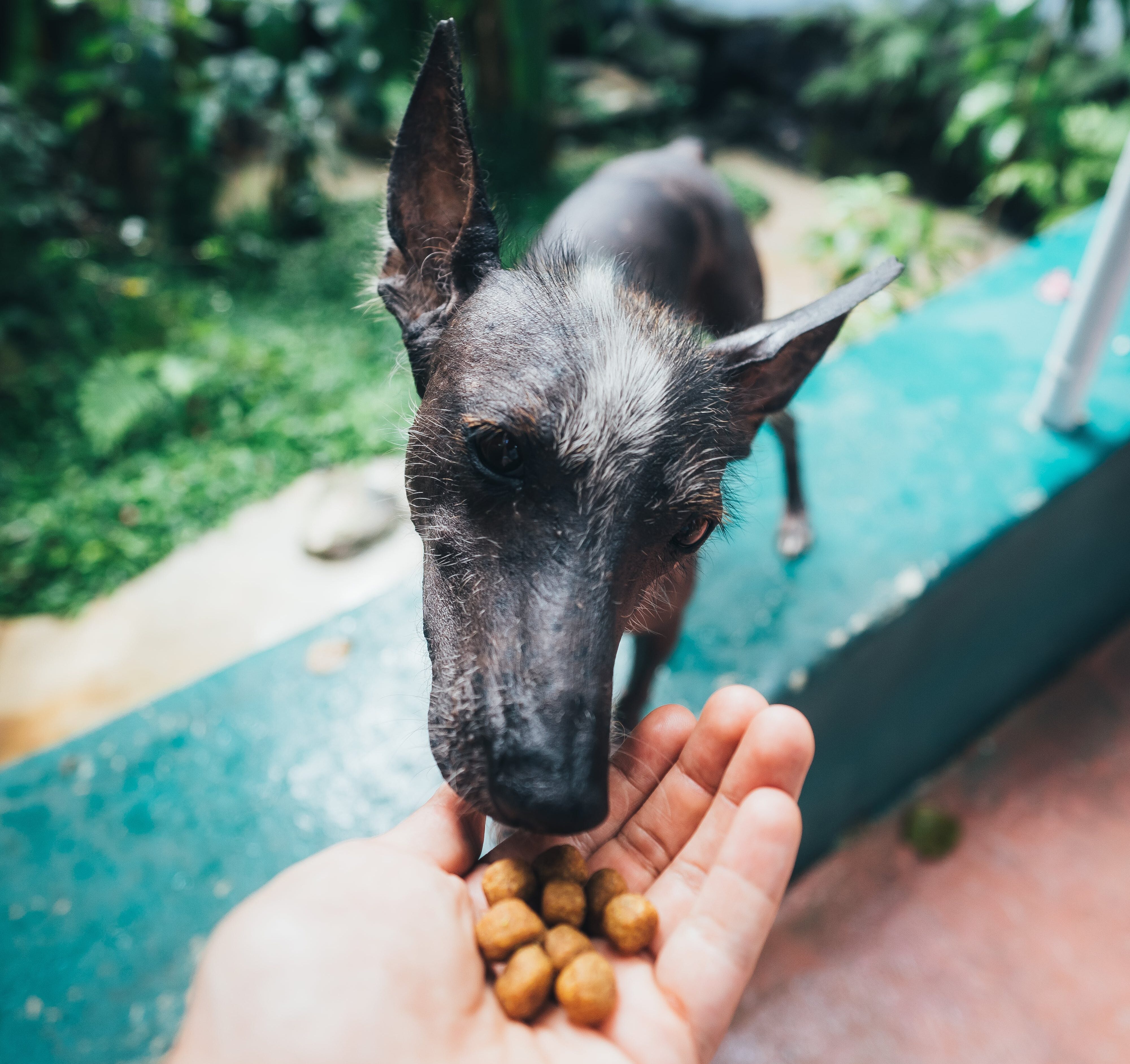 Black dog eating from person hand Black dog eating from person hand