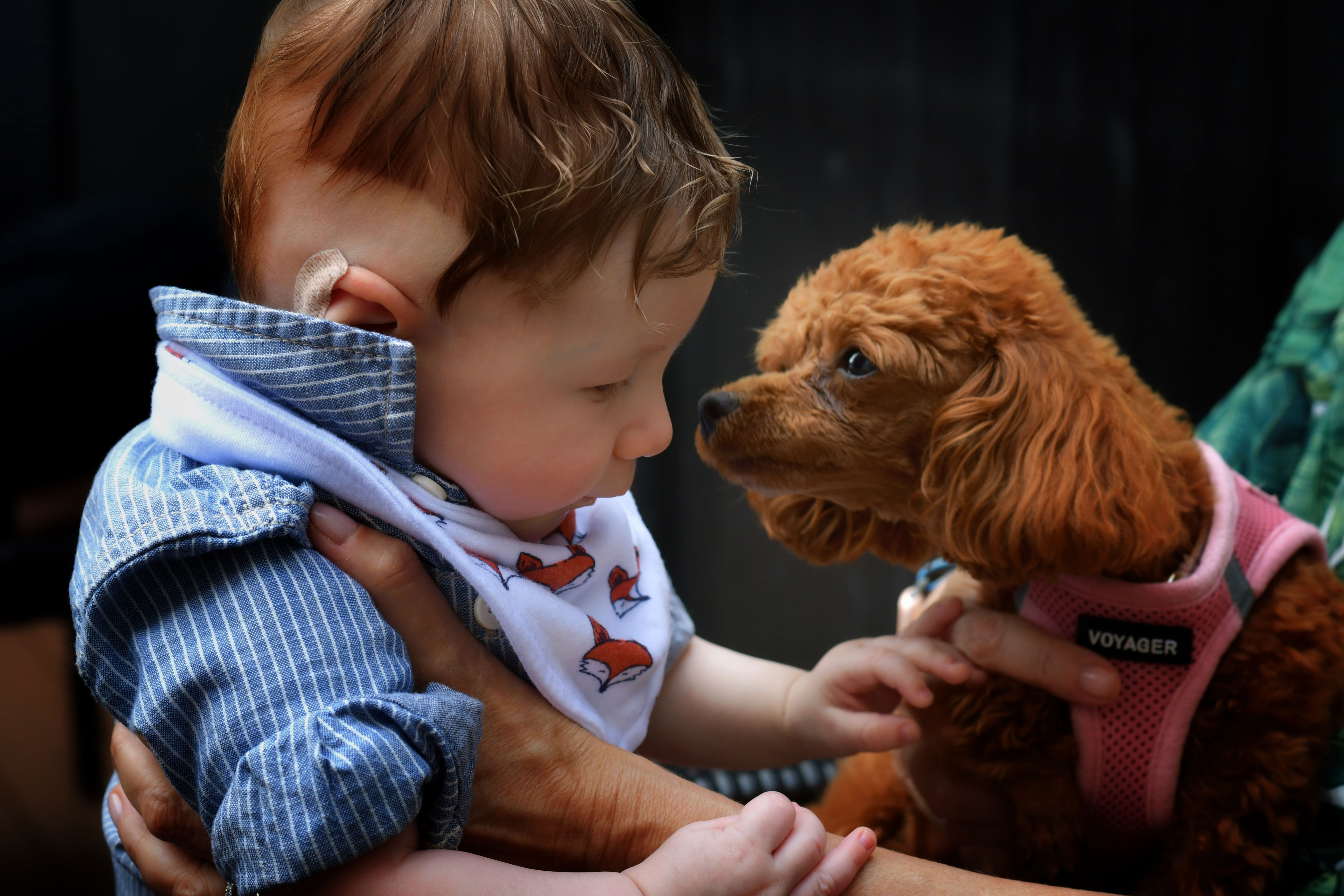Baby and dog interacting closely, highlighting their bond and mutual curiosity.