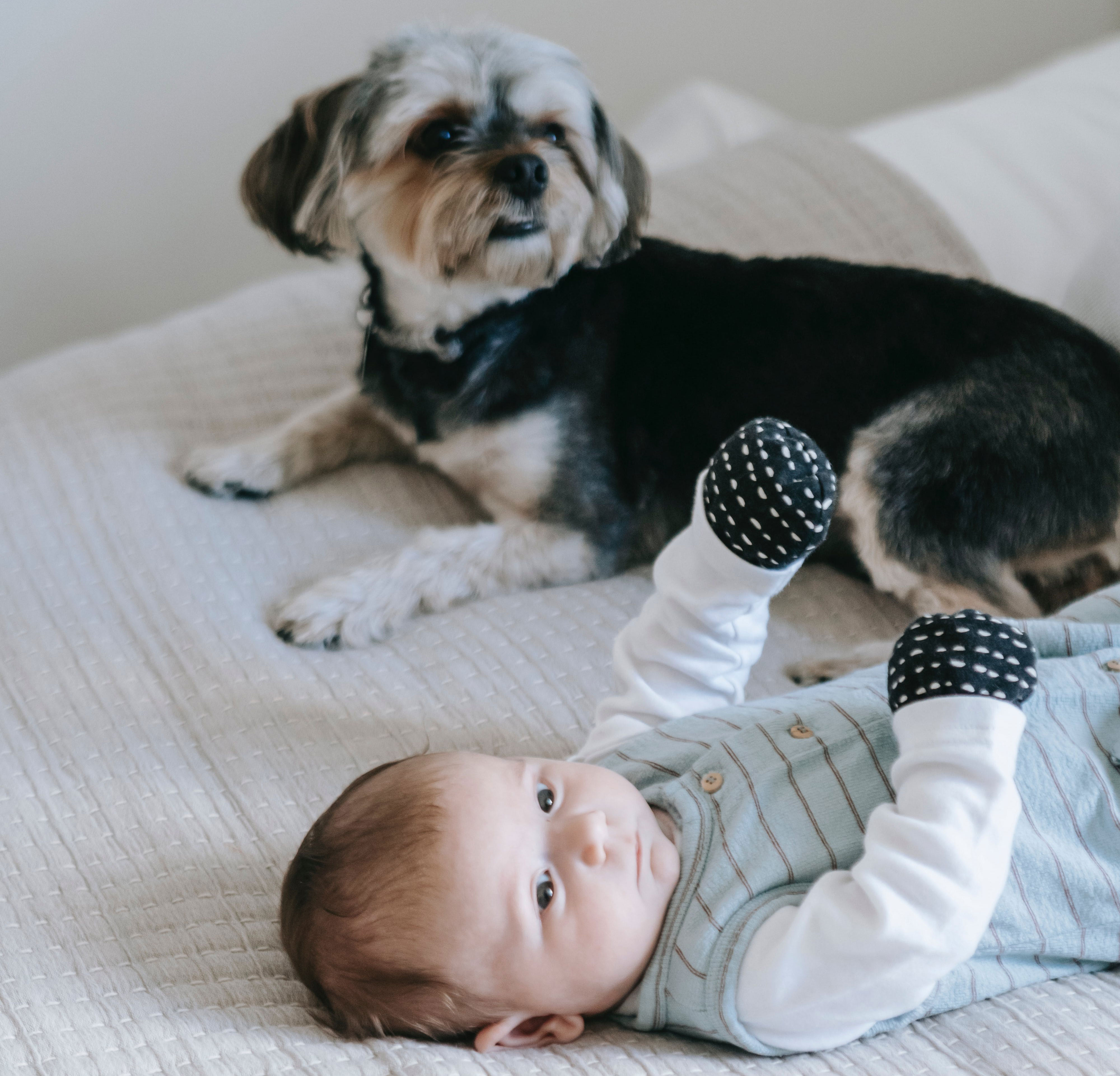 Dog watching a baby lying on a bed, showcasing their interaction.