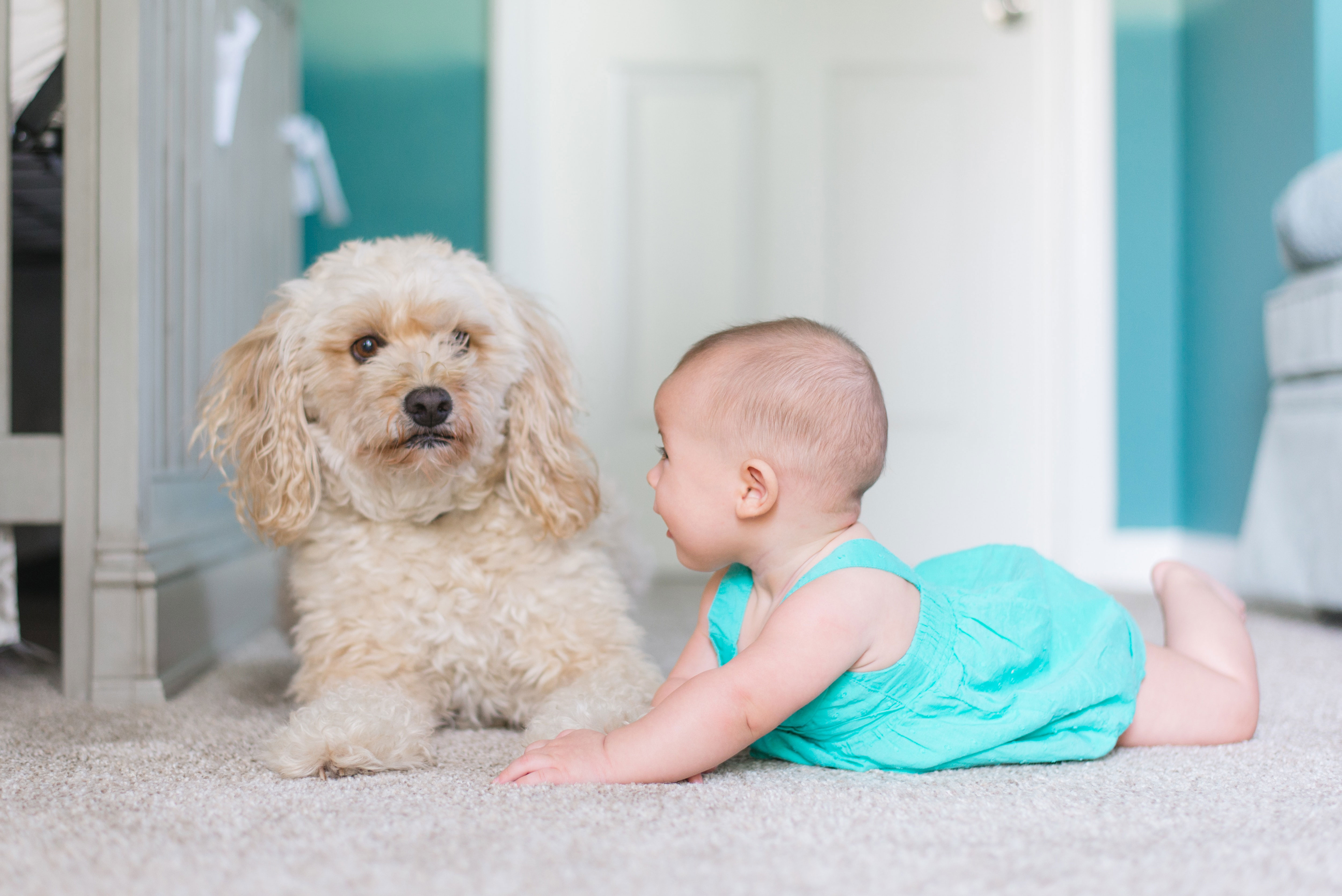 Dog and baby on carpet, with dog curiously watching the baby.