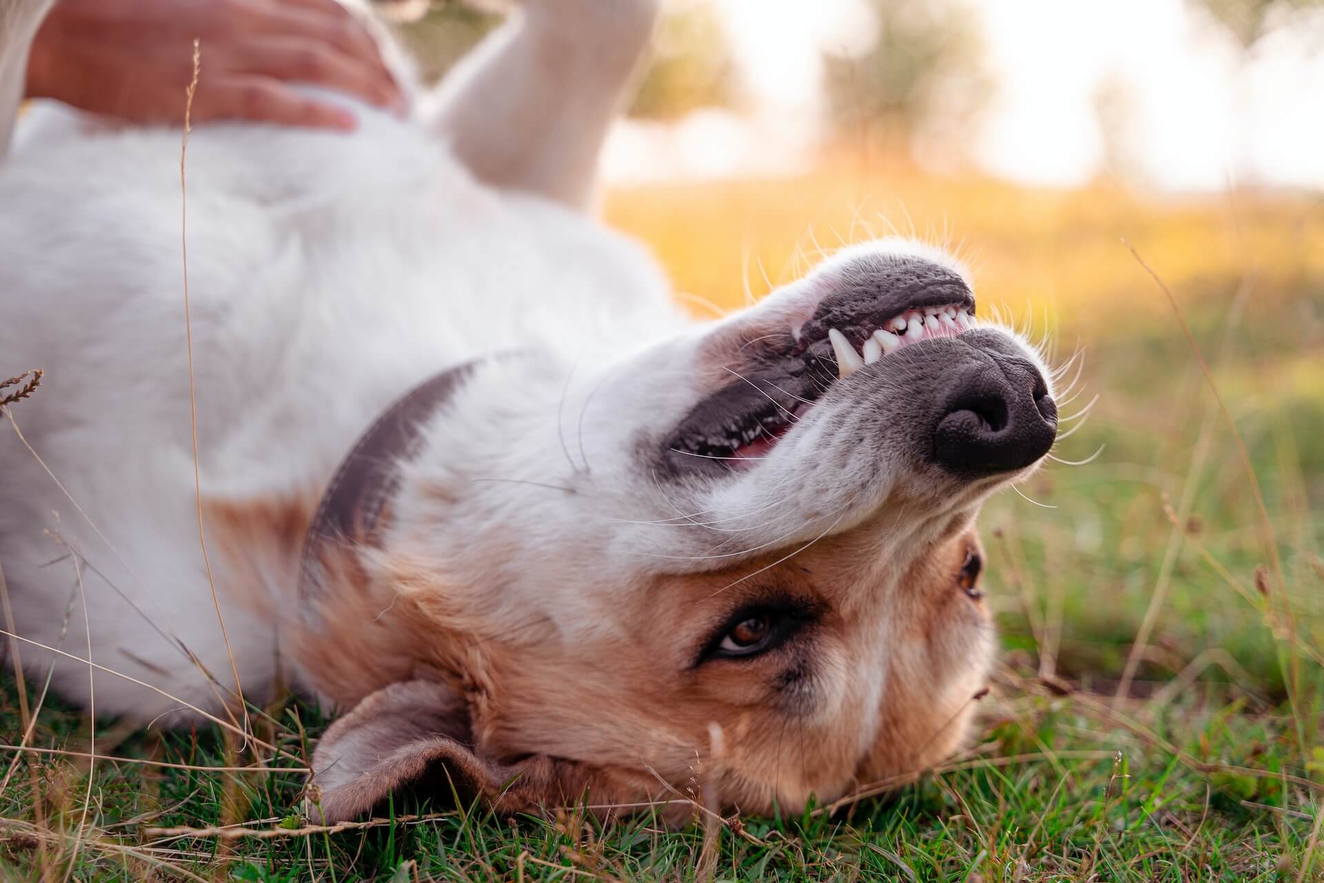 Dog enjoying a back rub in a grassy field, capturing the joy of having its butt scratched.