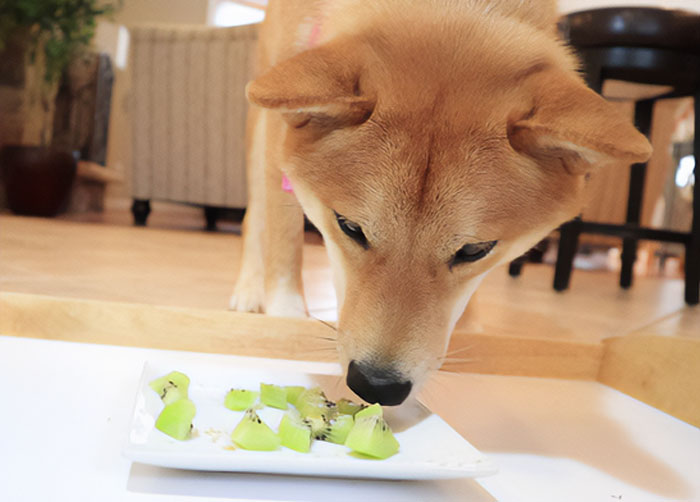 Dog curiously sniffing a plate of kiwi slices on a wooden floor.