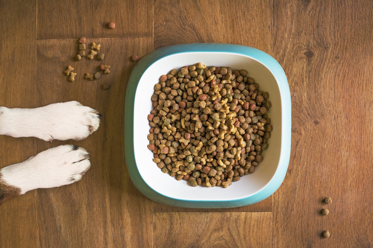 Dog paws next to a bowl of kibble on wooden floor, highlighting dietary options like liver for dogs.