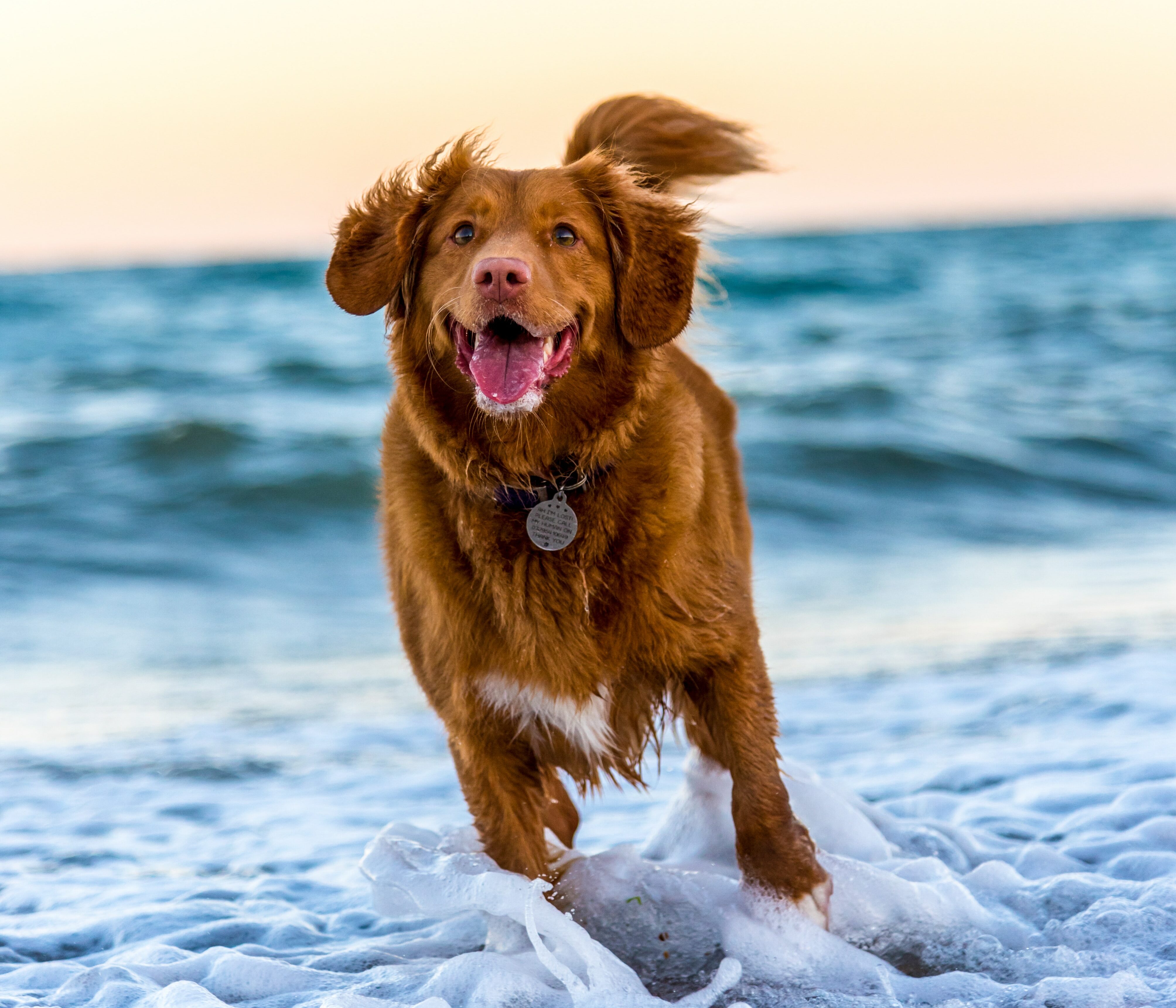 Happy dog running on the beach with waves in the background, capturing joy and relaxation.