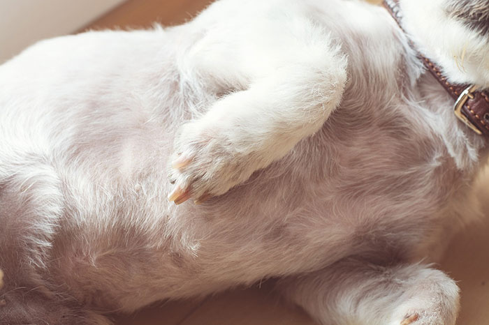 Close-up of a dog's belly, highlighting fur and skin, related to stomach gurgling issues.